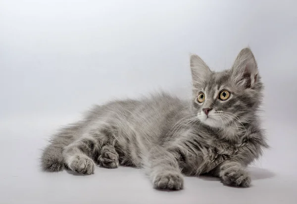 Chaton rayé aux yeux jaunes gris repose sur un look de fond clair — Photo