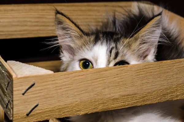 Witte en bruine pluizige kitten gluren uit een houten verpakking bo — Stockfoto