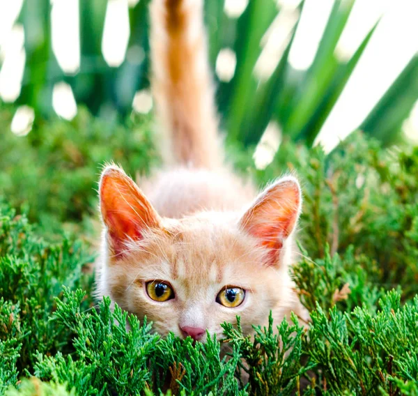 子猫赤髪緑ジュニパー茂みに狩りに待ち伏せで狩り — ストック写真