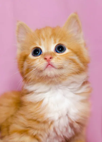Ładny jasny czerwony kociak z ogromne niebieskie oczy, patrząc do góry na — Zdjęcie stockowe