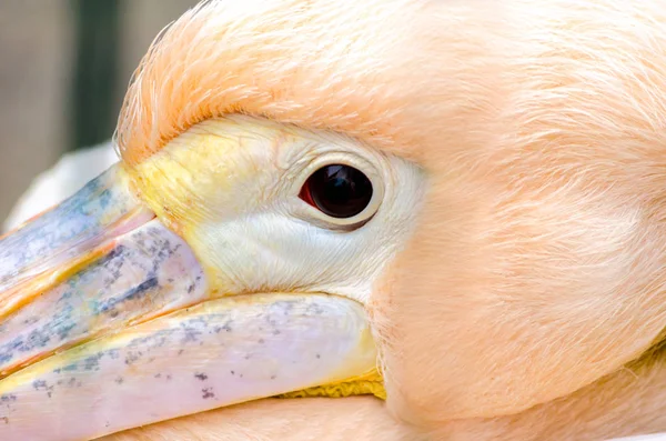 head eye and part of pink pelicans beak close up