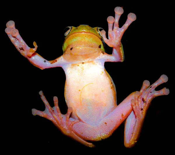 Leuchtend grün mit rosa Bauch klammerte sich der Laubfrosch an das Glas — Stockfoto