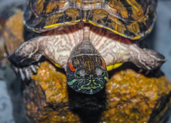 Helder rood-eared schildpad zit op een natte bruin steen — Stockfoto