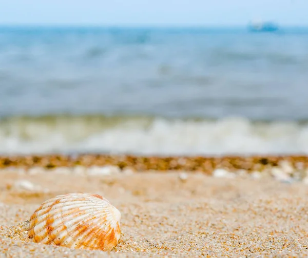 Zářivě pruhované shell v křemenný písek proti modré moře — Stock fotografie