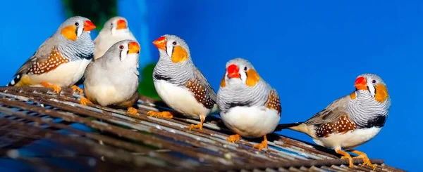 kafes metal barlar yanında mavi bir arka plan üzerinde oturan altı zebra Finliler