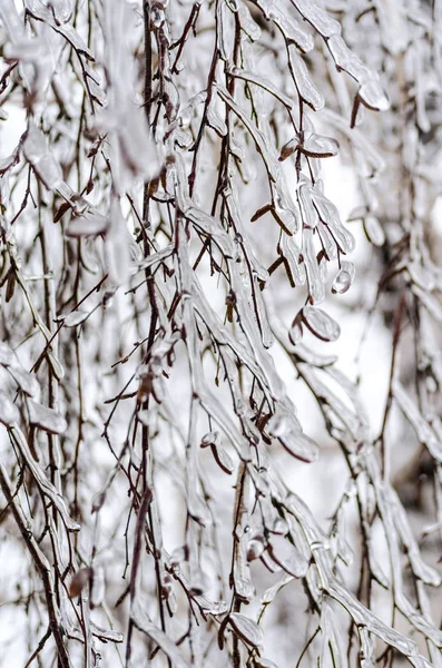 Ramos Bétula Gelo Inverno — Fotografia de Stock