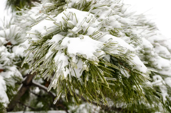 Ramos Pinheiros Verdes Neve Branca Gelo — Fotografia de Stock