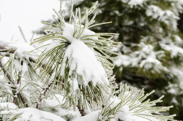 Ramos Pinheiros Verdes Neve Branca Gelo — Fotografia de Stock