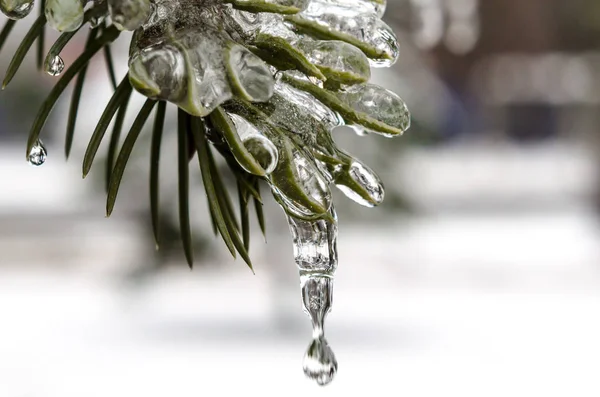 Primavera Icicles Gelo Derretendo Ramo Abeto Verde Gelo Com Gota — Fotografia de Stock