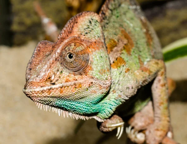 Erwachsene Chamäleon Großaufnahme — Stockfoto