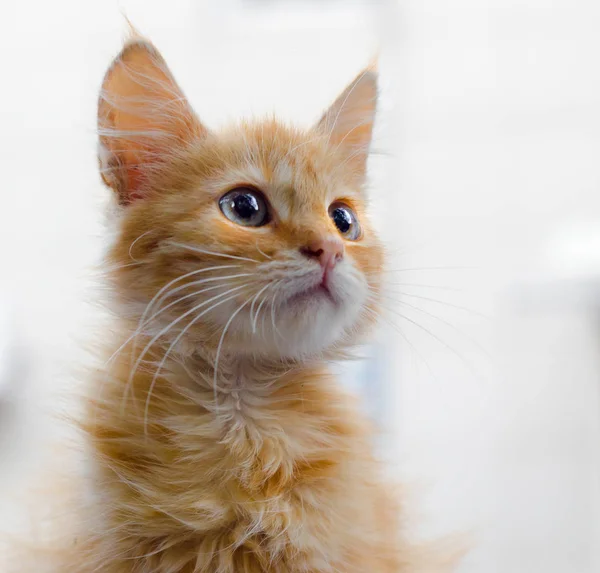 Portrait Red Fluffy Kitten Light Background Looking — Stock Photo, Image