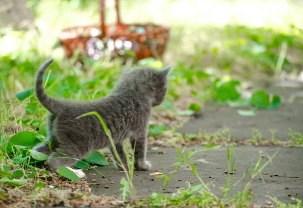 Pequeno Gatinho Cinza Fica Sozinho Entre Grama Verde Olha Para — Fotografia de Stock