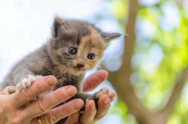 Péče Domácí Zvířata Malé Kotě Modrýma Očima Otevřené Žena Dlaně — Stock fotografie