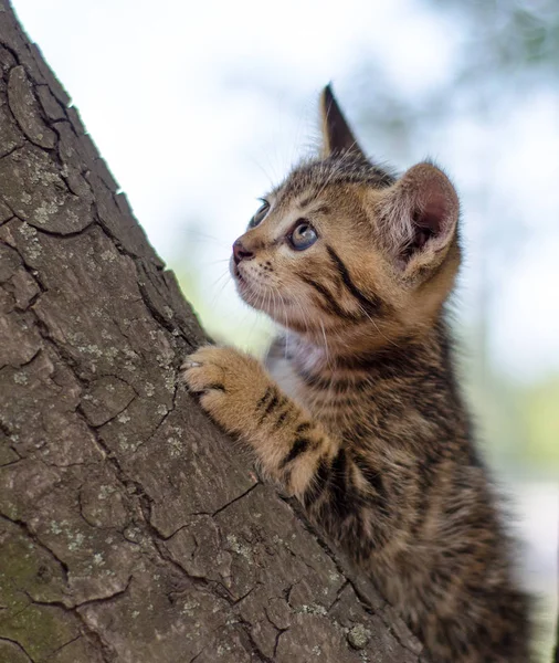 Little Kitten Color Tabby Climbing Tree — Stock Photo, Image