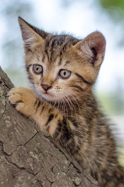 Little Color Tabby Kitten Climbing Tree — Stock Photo, Image