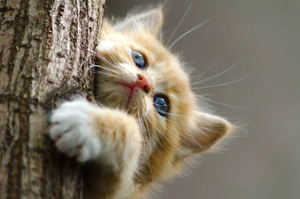 木の幹を登って生姜赤ストライプ子猫 — ストック写真