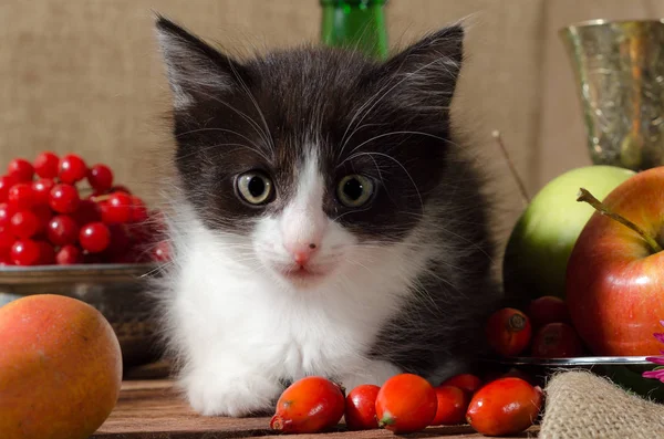 Nature Morte Chaton Noir Blanc Parmi Les Fruits — Photo