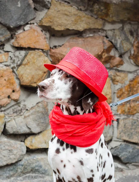 Spotted Pies Dalmatyńczyk Czerwony Kapelusz Szalik Frędzlami Siedzi Tle Ściany — Zdjęcie stockowe