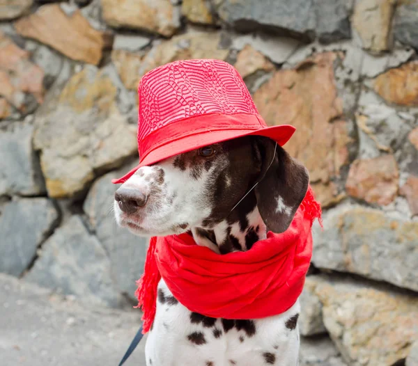 Manchado Perro Dálmata Sombrero Rojo Una Bufanda Con Borlas Sienta — Foto de Stock