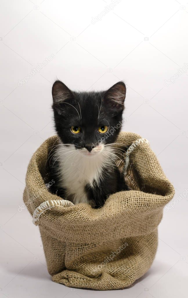 black and white evil kitten with yellow eyes sits in sackcloth poke bag