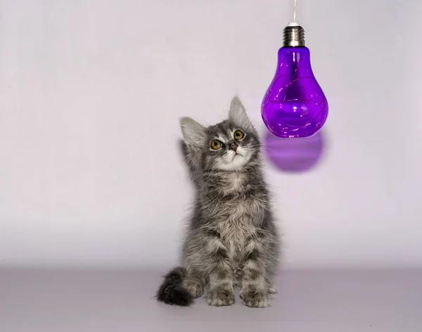 Grijze fluffy kitten onder transparante paarse decoratieve lamp — Stockfoto