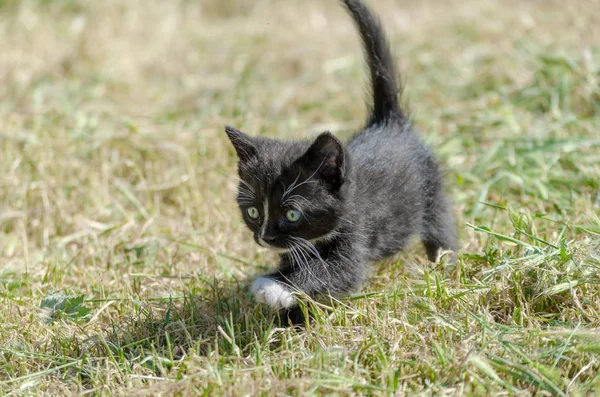 Gatinho preto andando na grama verde — Fotografia de Stock