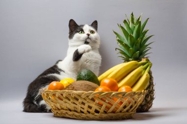 siyah ve beyaz şişman kedi pençe tropikal f bir sepet kaldırdı.