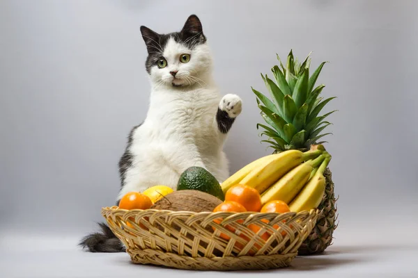 black and white fat cat raised a paw over a basket of tropical fruits