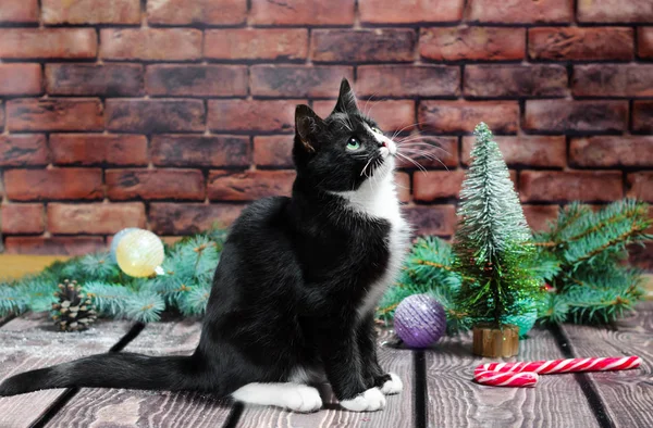 Gattino Bianco Nero Sullo Sfondo Muro Mattoni Albero Natale — Foto Stock