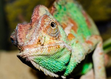 Yetişkin Büyük renkli bukalemun portre