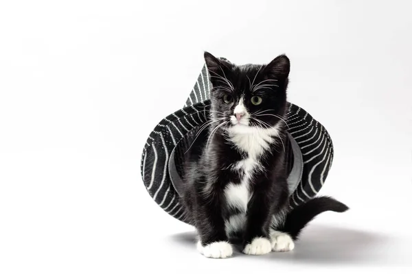带着白色和黑色皮毛的小猫小猫坐在帽子下偷看出来 — 图库照片