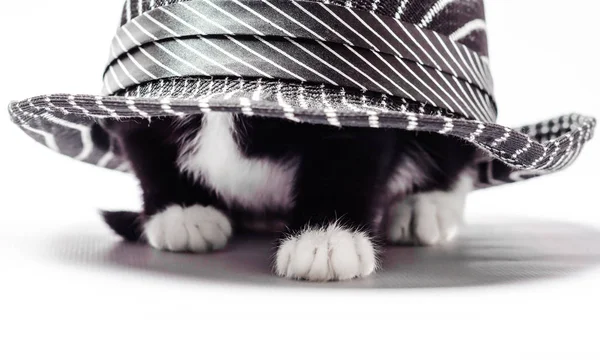 小猫小猫与白色和黑色的皮毛隐藏在帽子下 — 图库照片