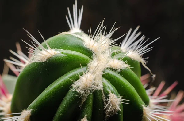 Cacto Verde Com Agulhas Brancas Macro Close — Fotografia de Stock