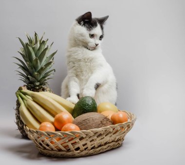 yavru bir meyve sepeti yanındaki siyah beyaz kürklü