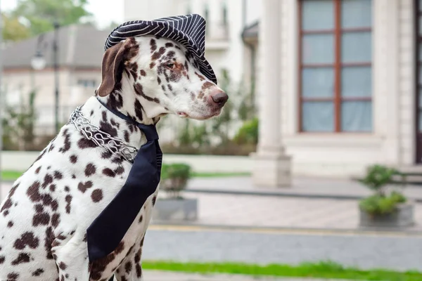 Zauważony Pies Dalmatyńczyk Czapka Paski Krawat Tle Struktury — Zdjęcie stockowe