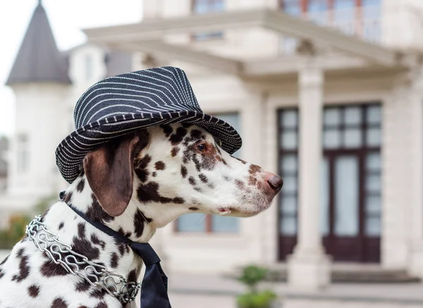 Zauważony Pies Dalmatyńczyk Czapka Paski Krawat Tle Budynku — Zdjęcie stockowe