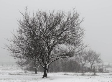 büyük ağaç yaprakları çalılar ve ağaçlar karlı bir alandaki arka plan üzerinde olmadan