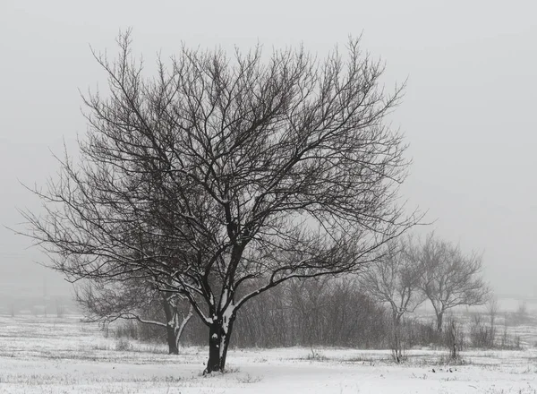 büyük ağaç yaprakları çalılar ve ağaçlar karlı bir alandaki arka plan üzerinde olmadan