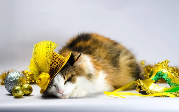 Gatto Malvagio Cappello Carnevale Giallo Con Fiocco Paillettes Una Piuma — Foto Stock