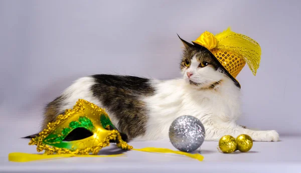 Gatto Malvagio Cappello Carnevale Giallo Con Fiocco Paillettes Una Piuma — Foto Stock