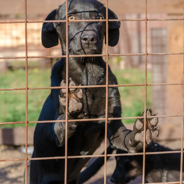 Black mongrel puppy came paws on the lattice — Stock Photo, Image