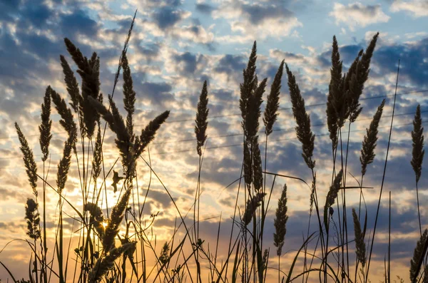 Siluetter av öronen på bakgrunden av en solnedgång himlen med moln — Stockfoto