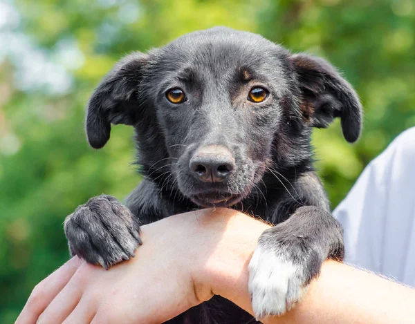bir insan elini tutarak siyah köpek yavrusu