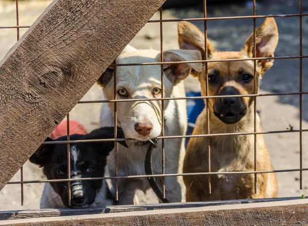 Três cachorros atrás de barras em uma jaula — Fotografia de Stock