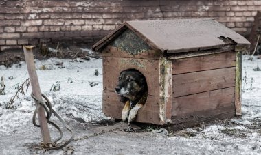 Yaşlı köpek tasmalı bir tahta kulübesinde oturur
