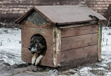 Yaşlı köpek tasmalı bir tahta kulübesinde oturur