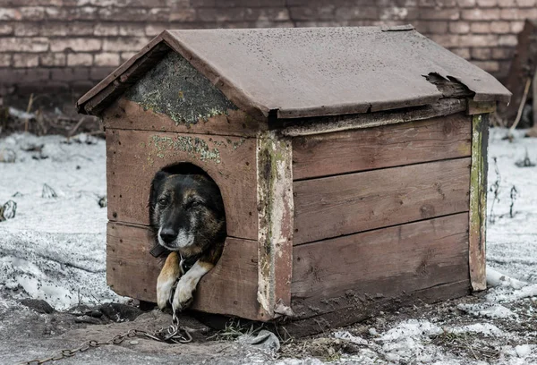 Oude Hond Aangelijnd Zit Een Houten Stand — Stockfoto