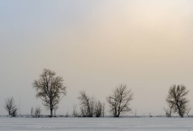 kış manzara kar zemin ve ağaç yaprakları sis olmadan