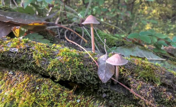버섯과 촬영으로 나무에 나뭇잎 — 스톡 사진
