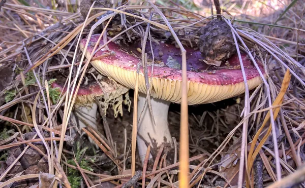 Champignon Rouge Dans Herbe Sèche Gros Plan — Photo